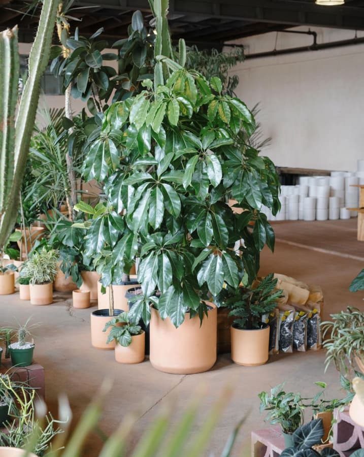Retail Nursery