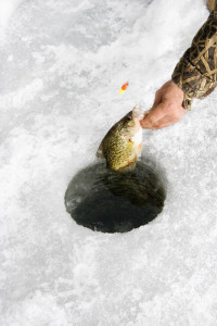 Pulling sunfish through ice hole